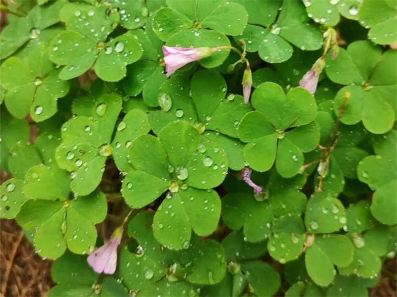 101681128488341412.jpg 微信圖片_20230410200736.jpg